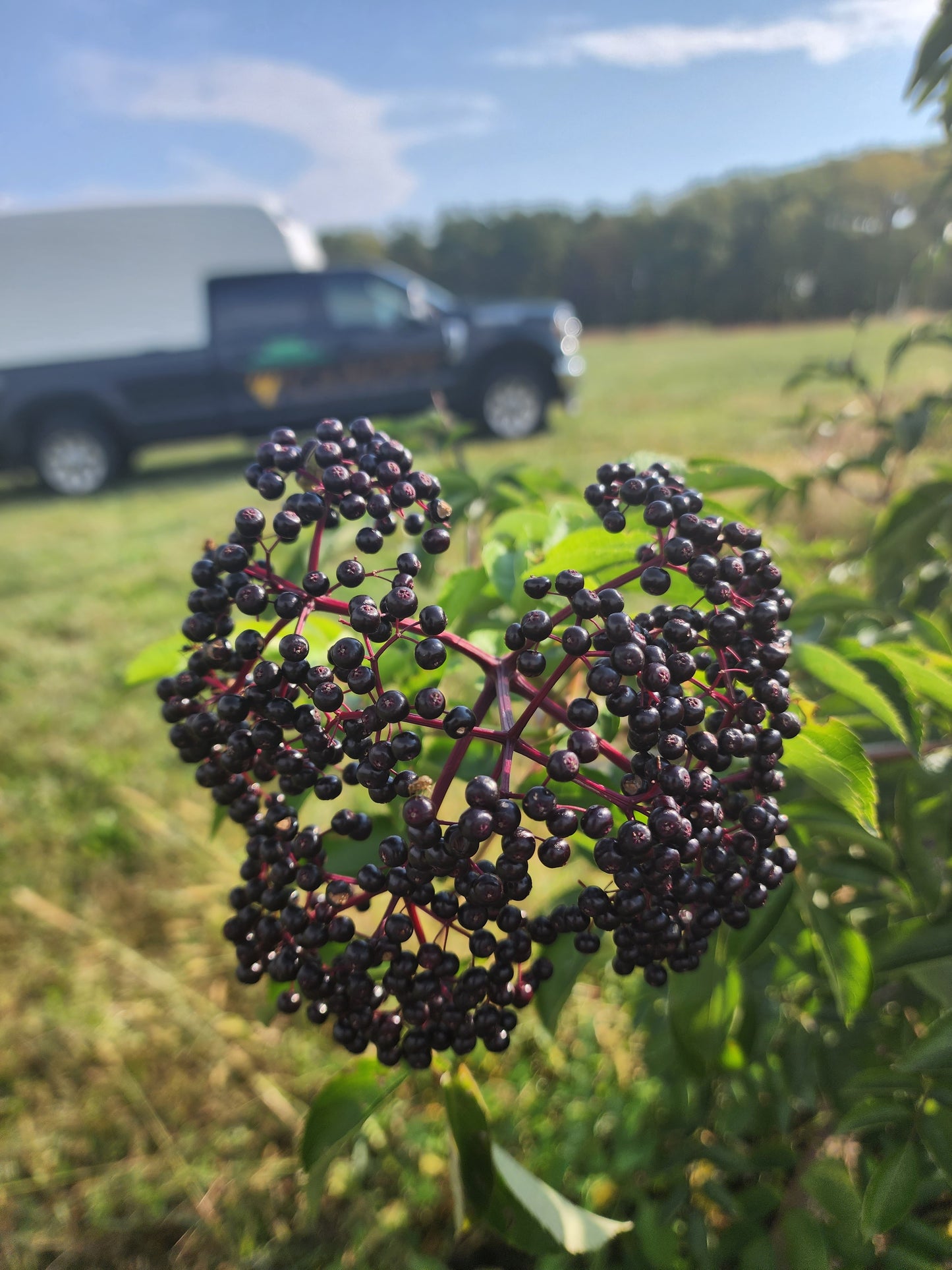 Elderberry - Bare Root