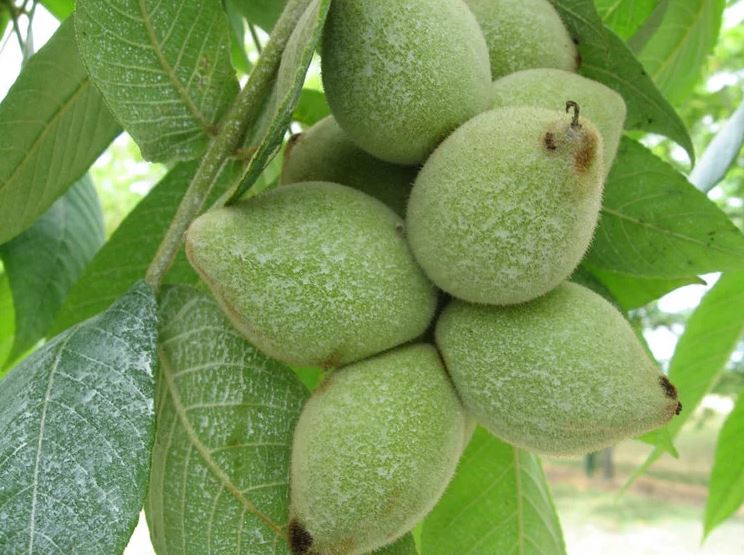 Heartnut – Bare Root