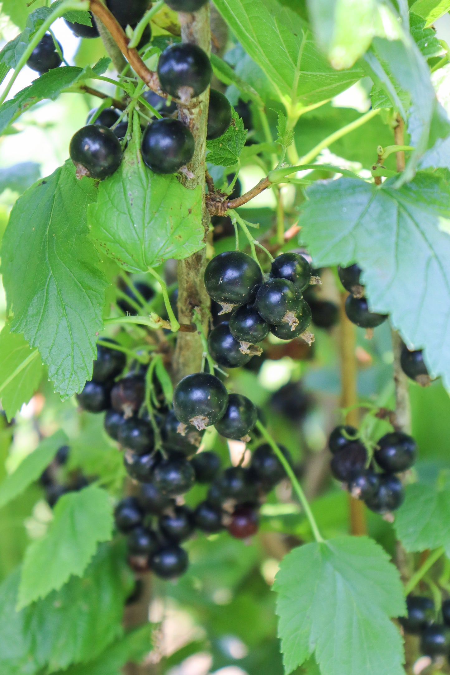 Black Currant - Bare Root