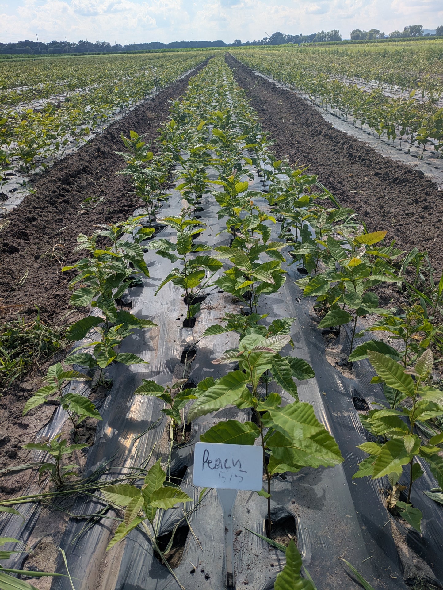 Chestnut – Bare Root