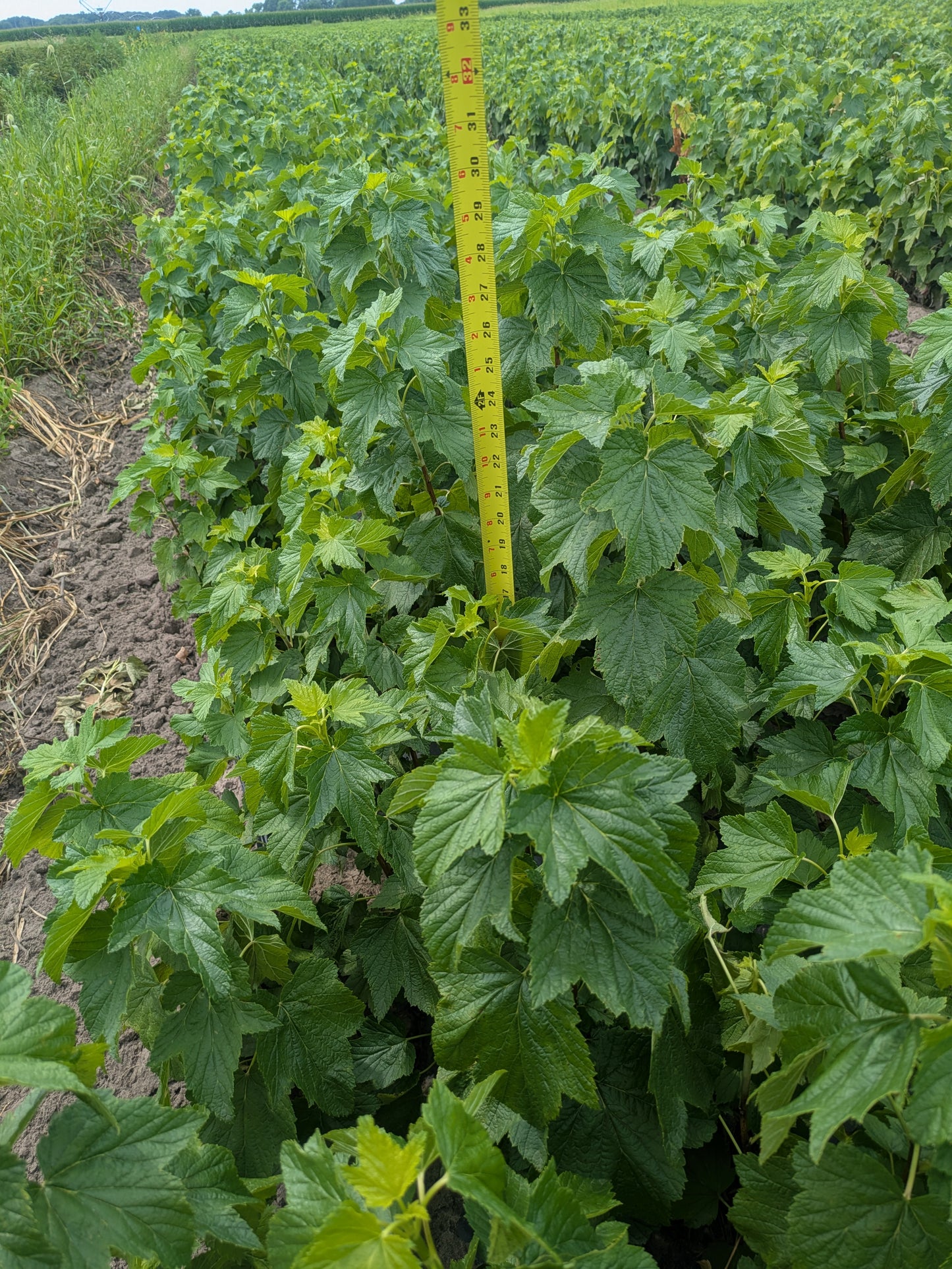 Black Currant - Bare Root