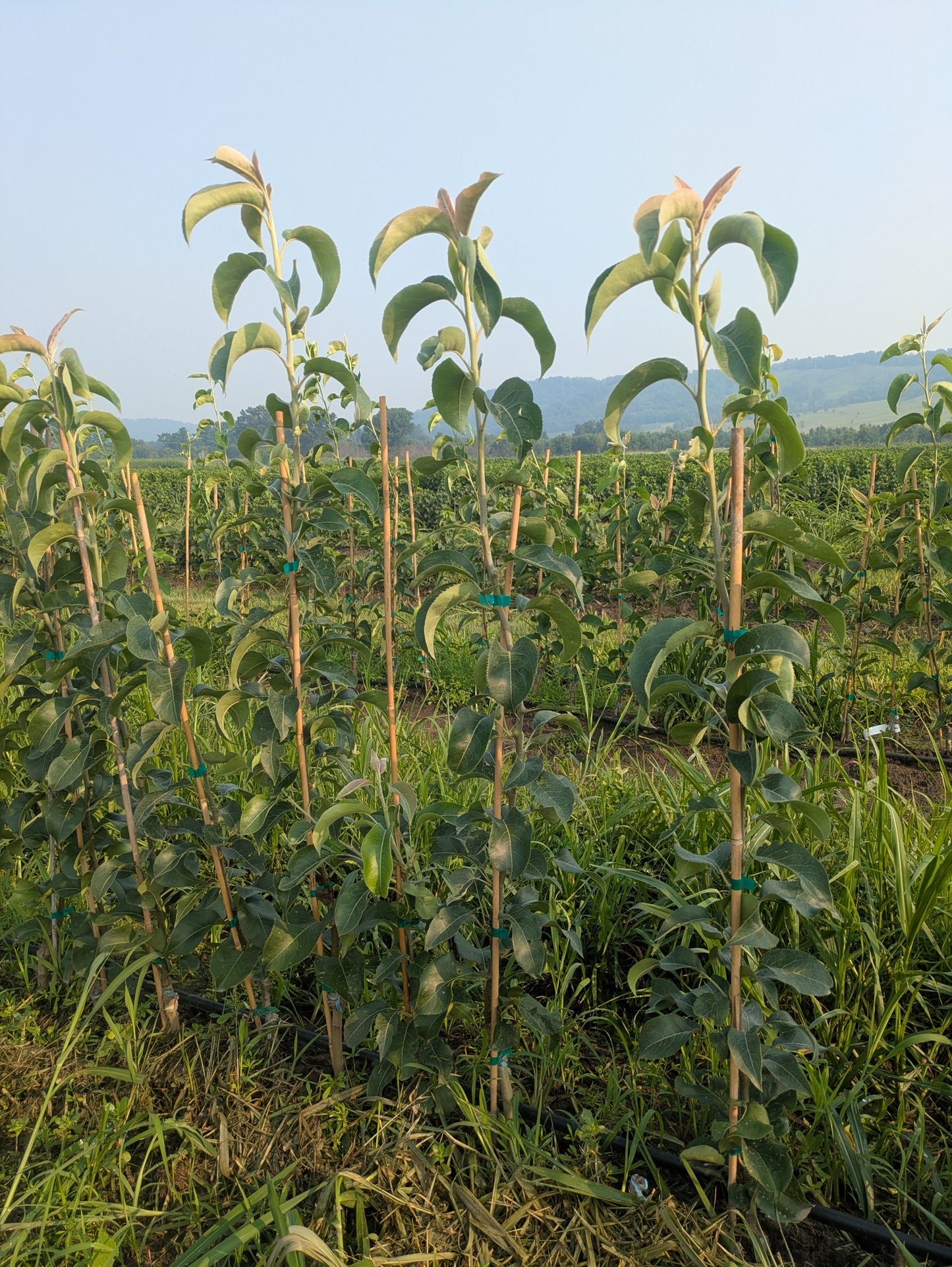Grafted Asian Pear - Bare Root