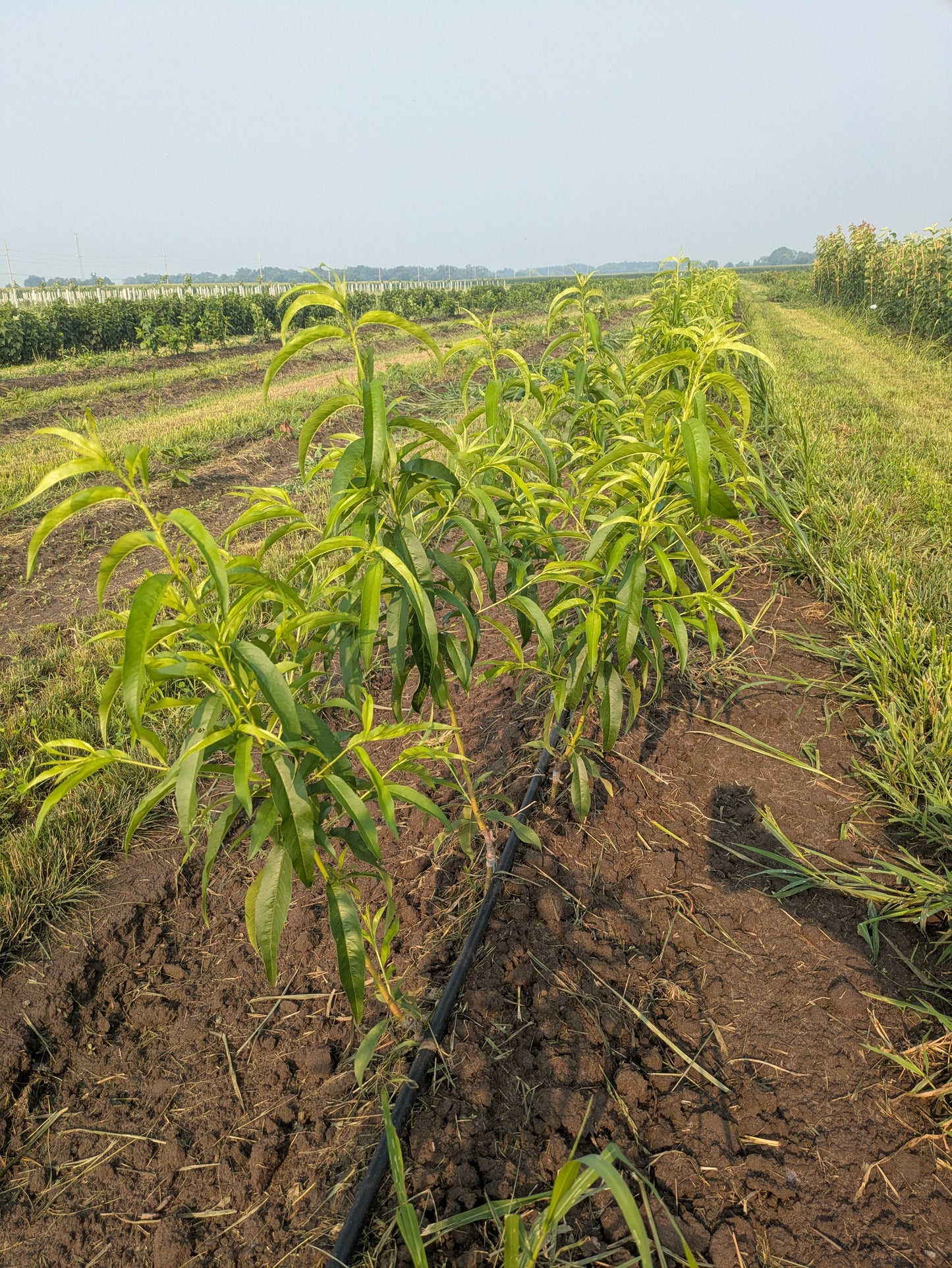 Grafted Peach - Bare Root
