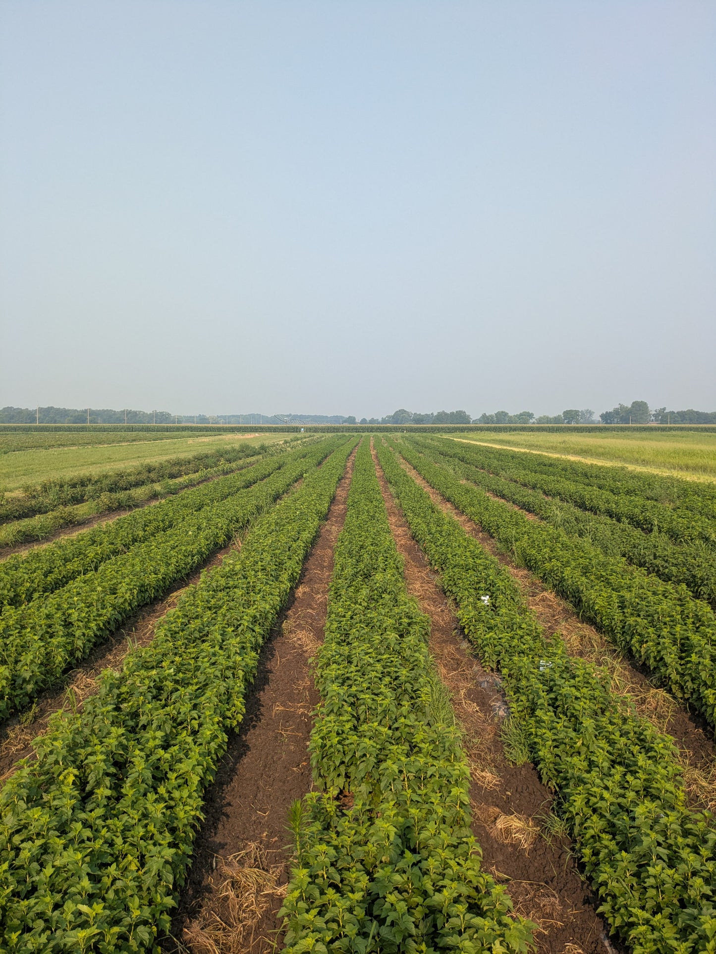 Black Currant - Bare Root