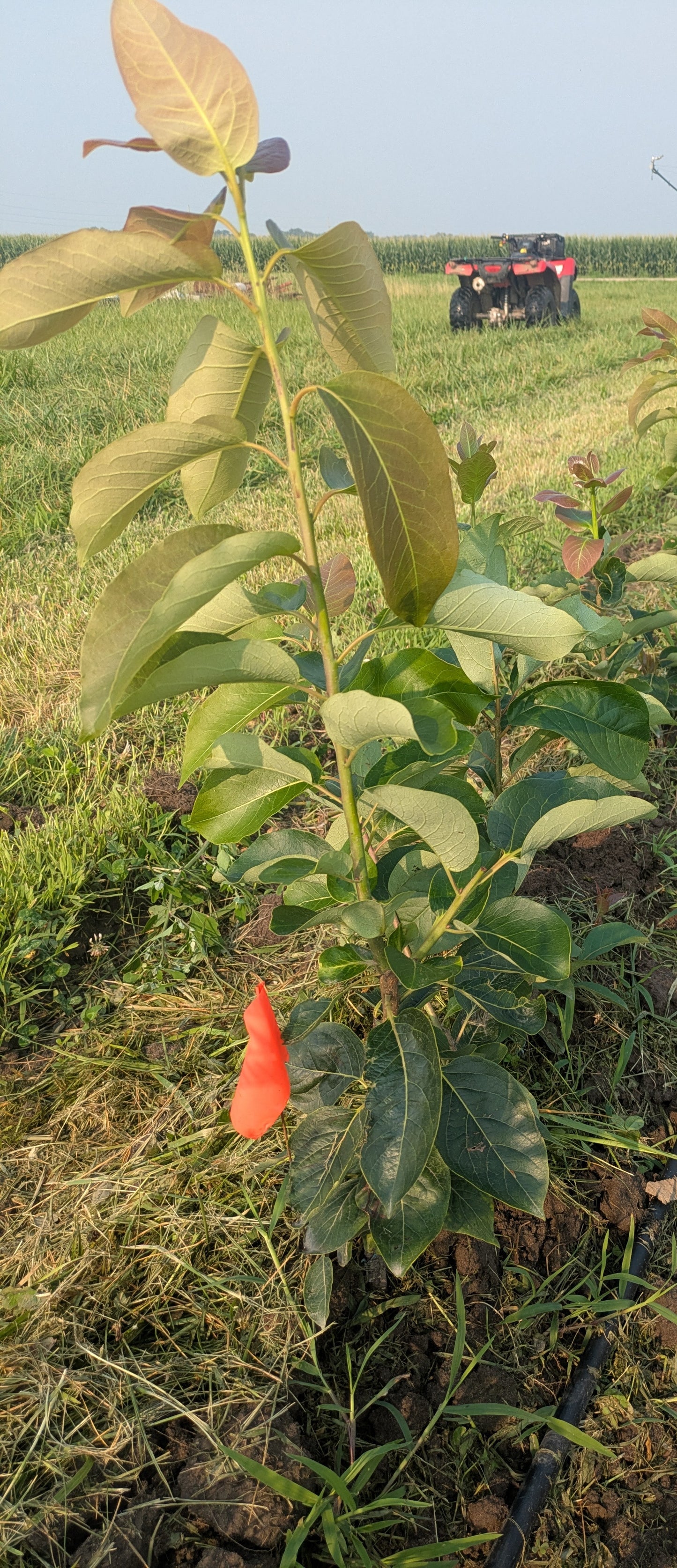 Grafted Persimmon - Bare Root