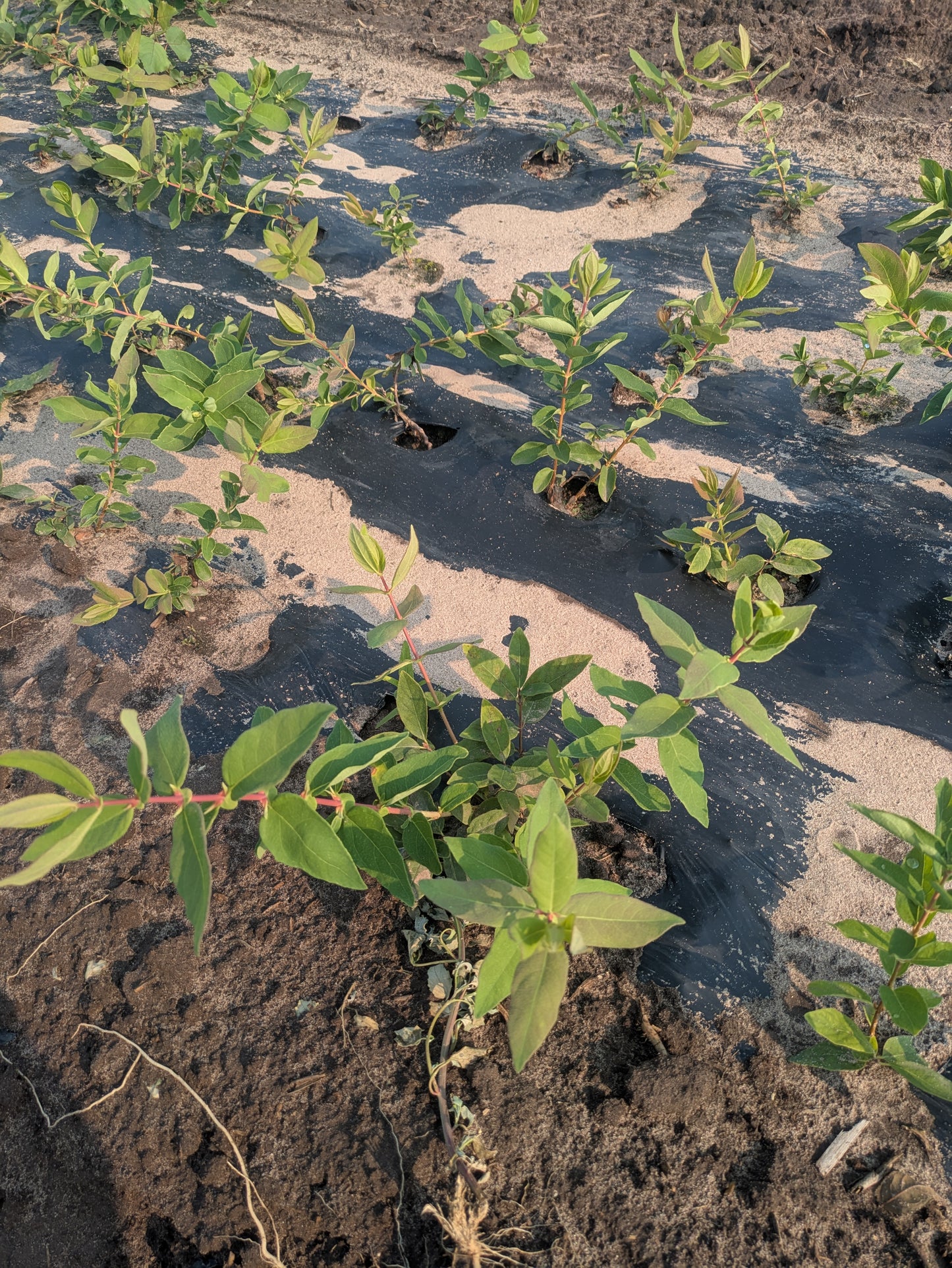 Honeyberry - Bare Root