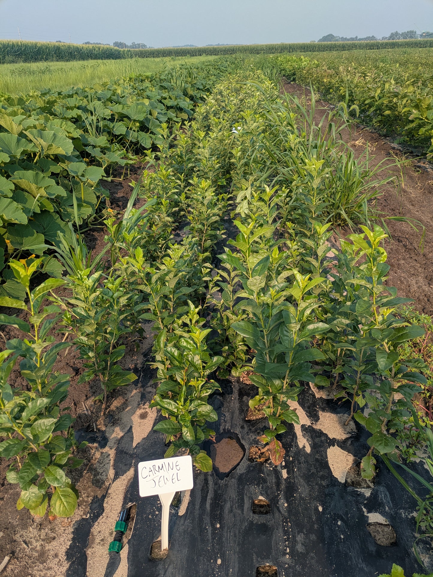Bush Cherry - Bare Root