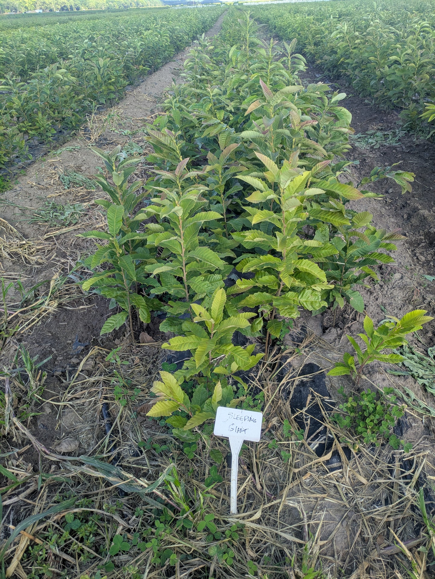 Chestnut – Bare Root