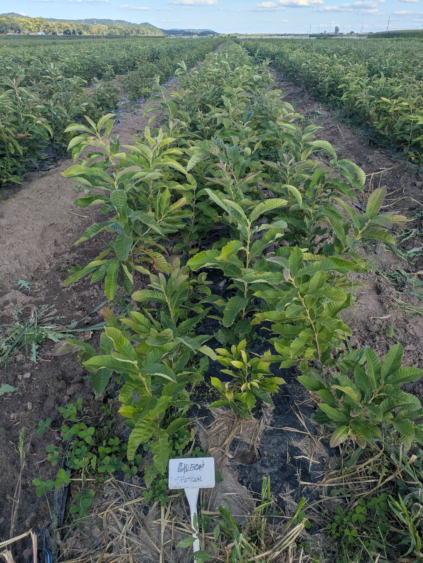 Chestnut – Bare Root