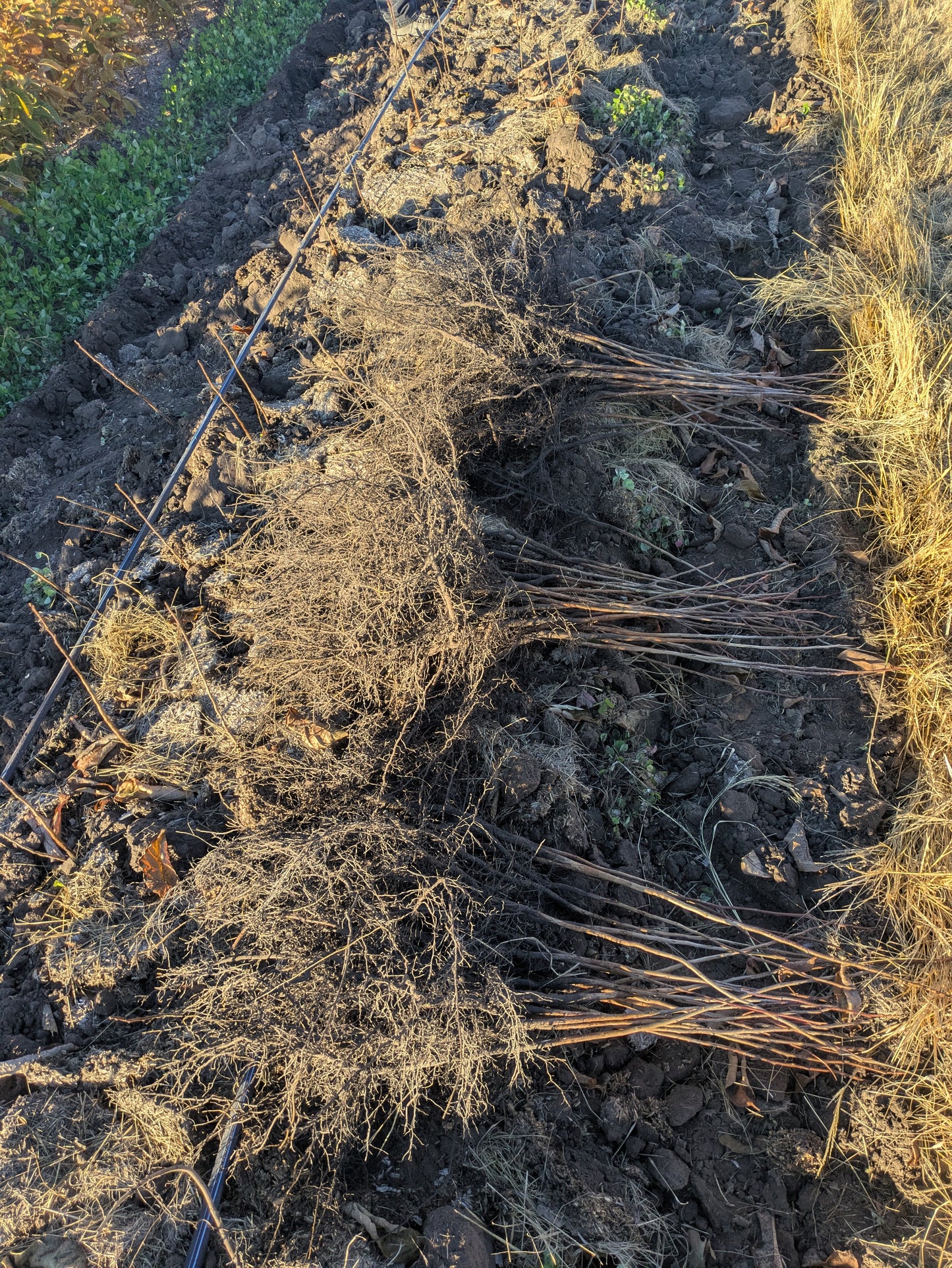 Persimmon Seedlings - Bare Root