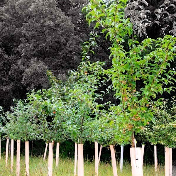 Tree Tubes + Stakes - SHIPPED