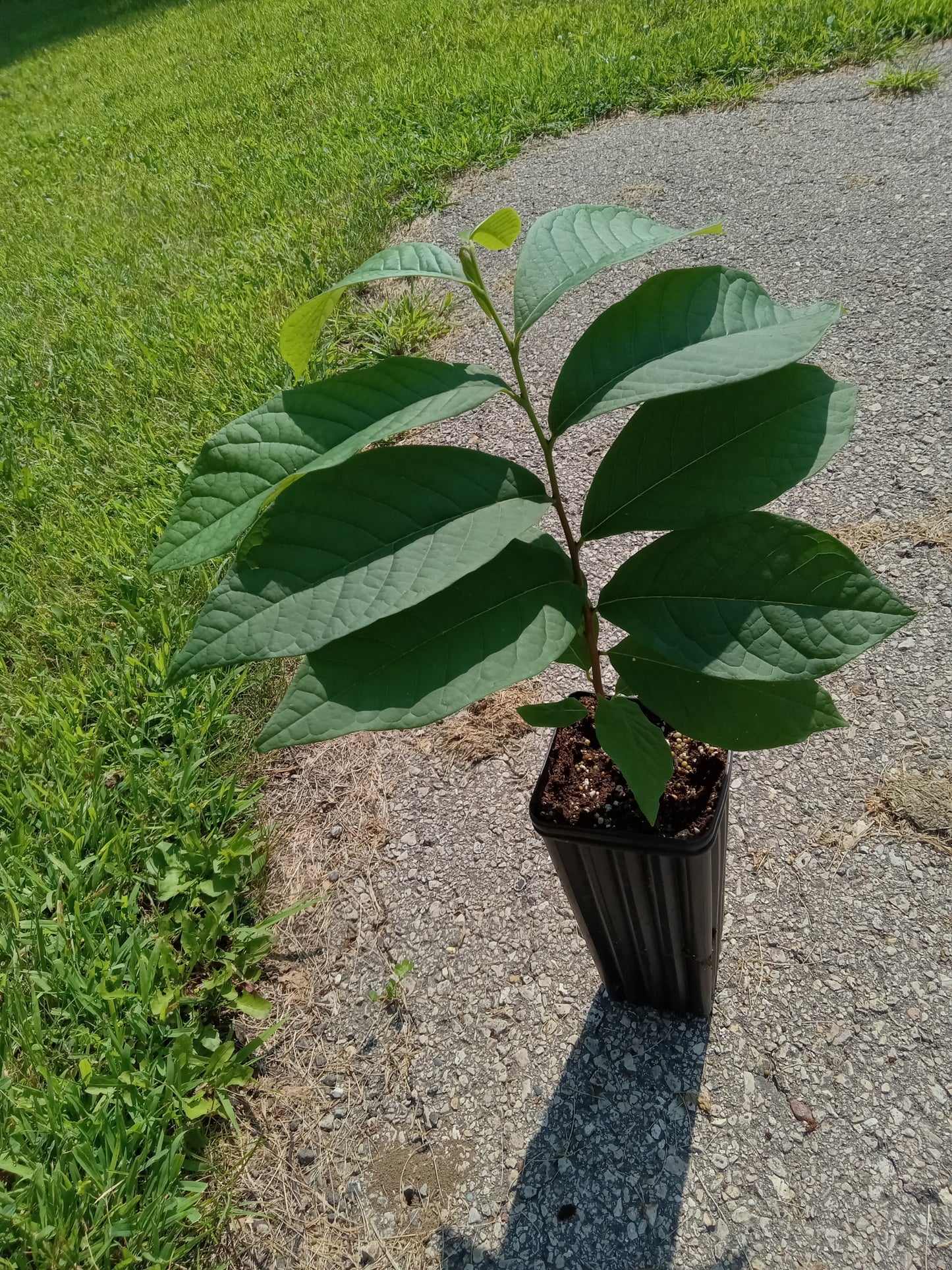 Pawpaw - Potted