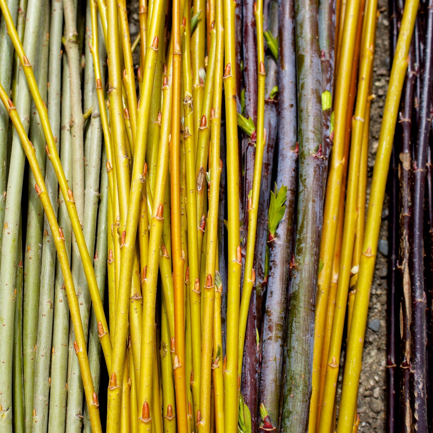 Willow Cuttings