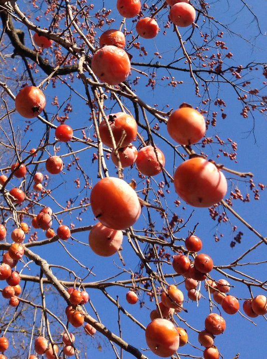 Grafted Persimmon - Bare Root