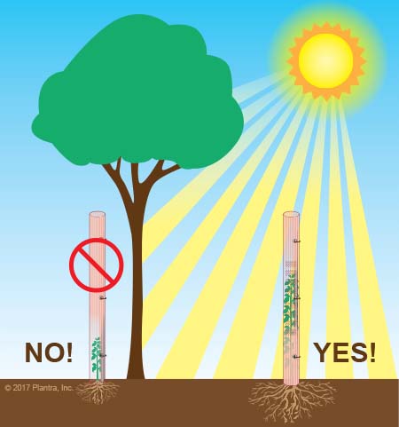 Tree Tubes + Stakes