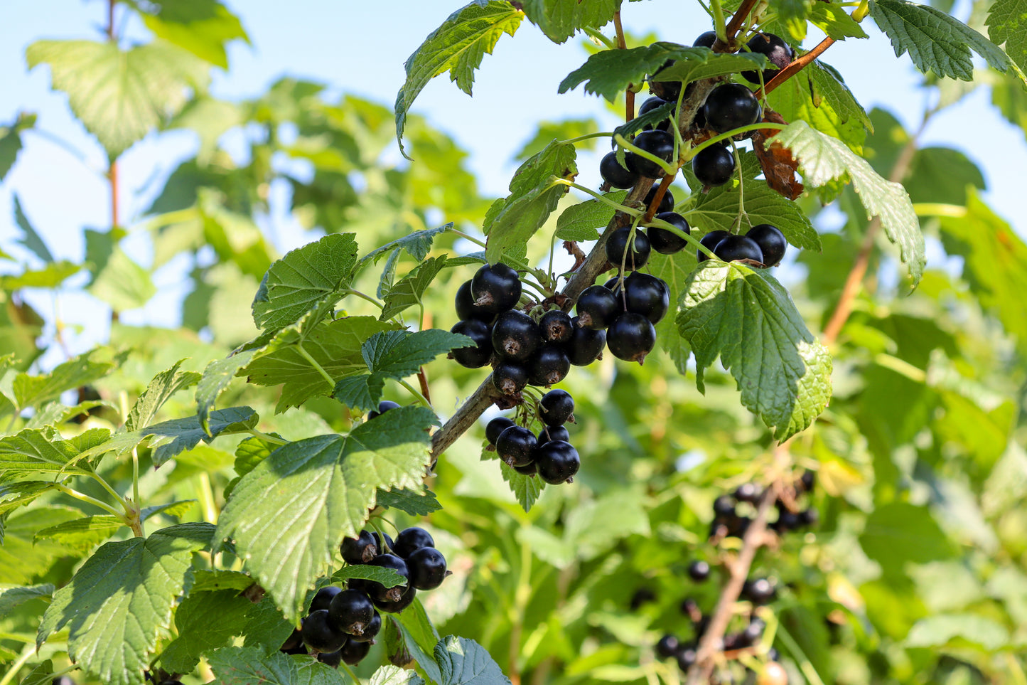 Black Currant - Bare Root