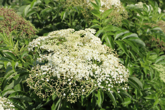 Elderberry - Bare Root