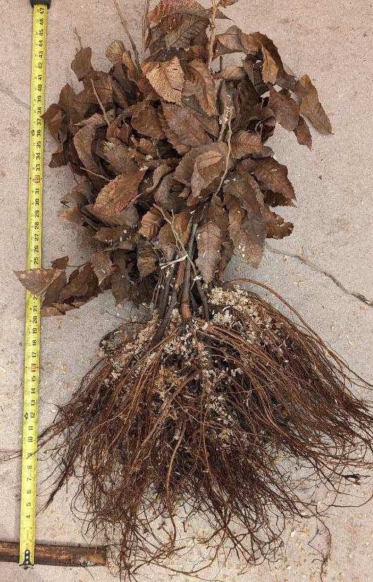 Chestnut Roots Chestnut – Bare Root | Canopy Nursery - Top Tree Crops