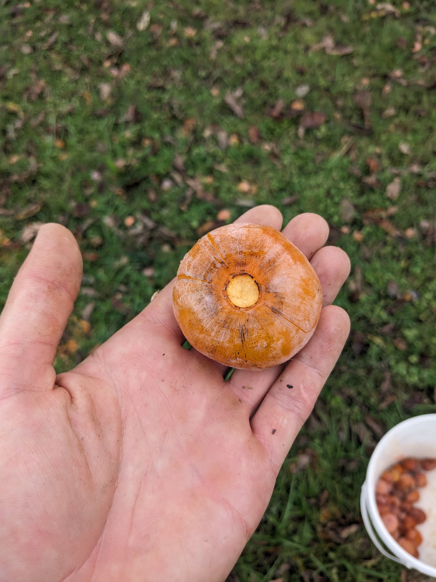 Persimmon - Bare Root | Canopy Nursery - Top Tree Crops