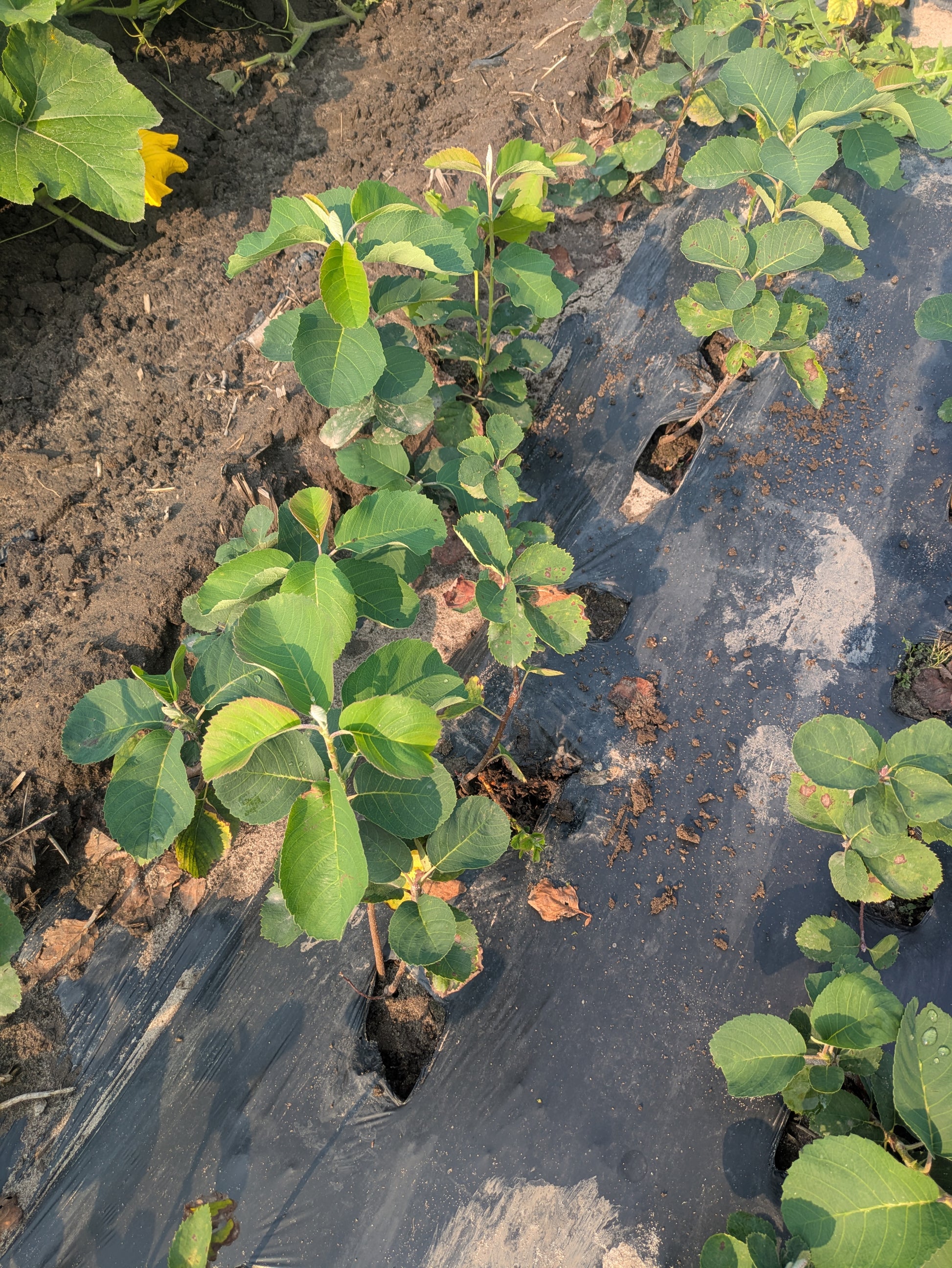 Serviceberry - Bare Root | Canopy Nursery - Top Tree Crops