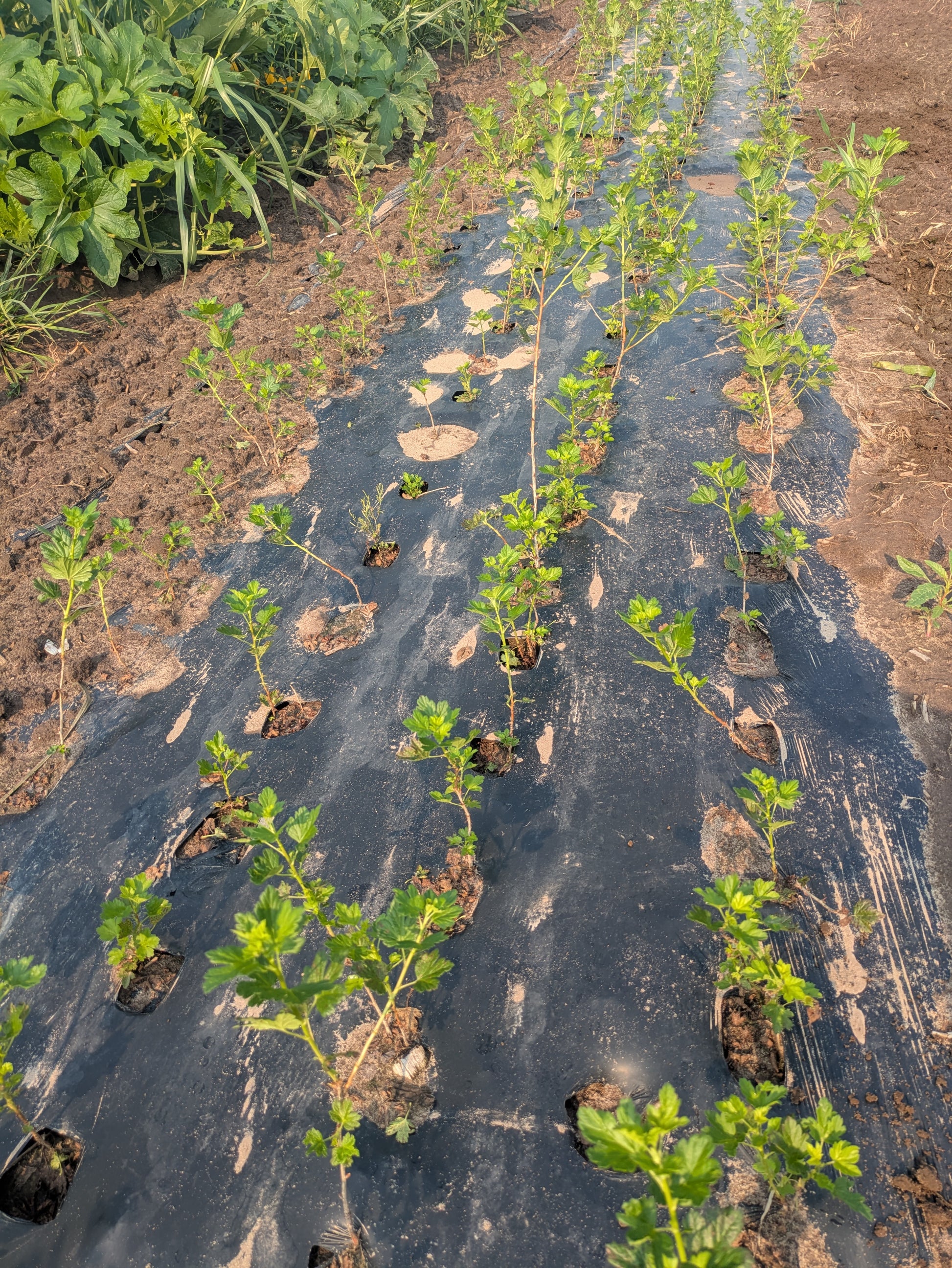 Gooseberry - Bare Root | Canopy Nursery - Top Tree Crops