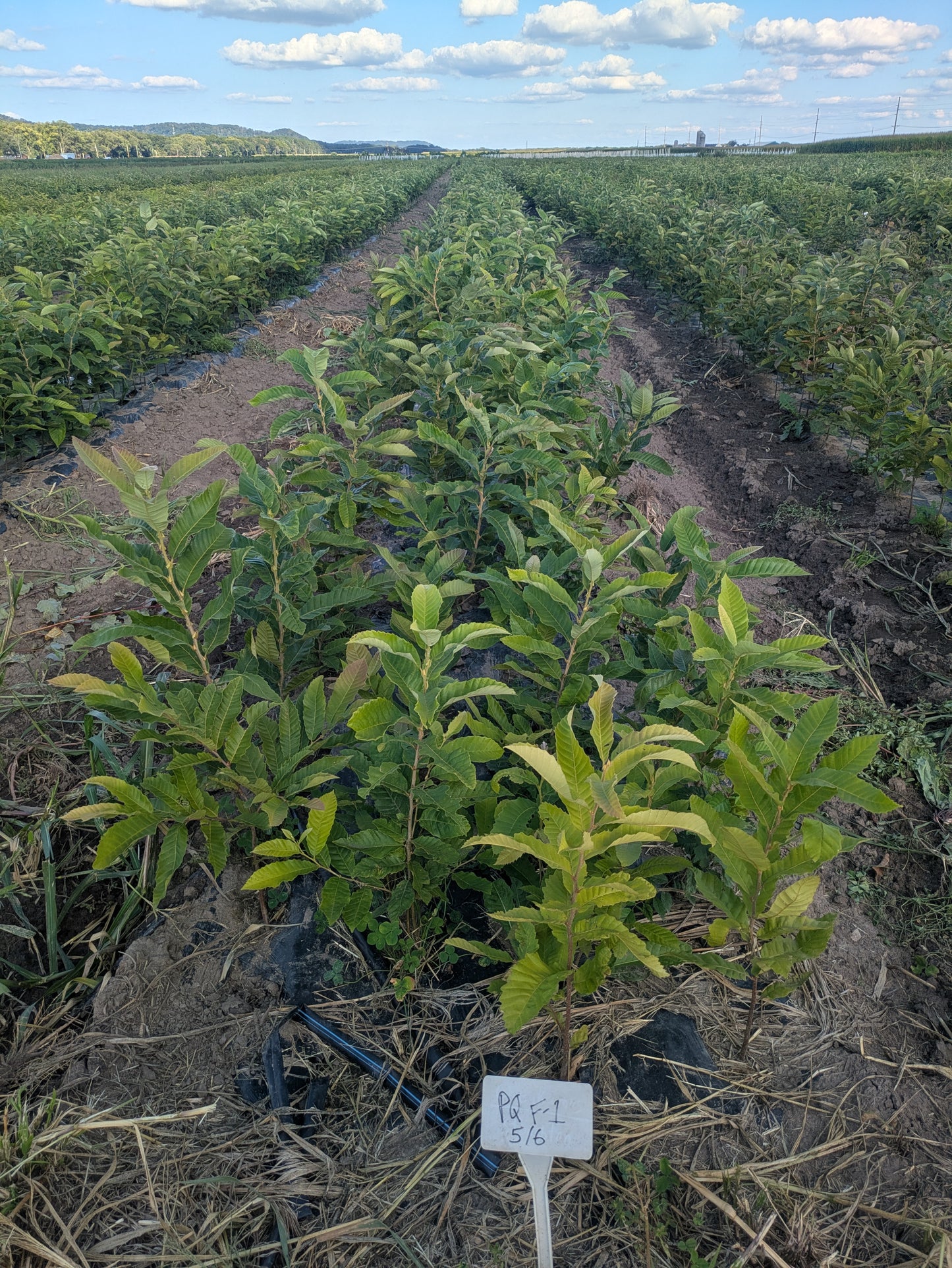 Chestnut – Bare Root