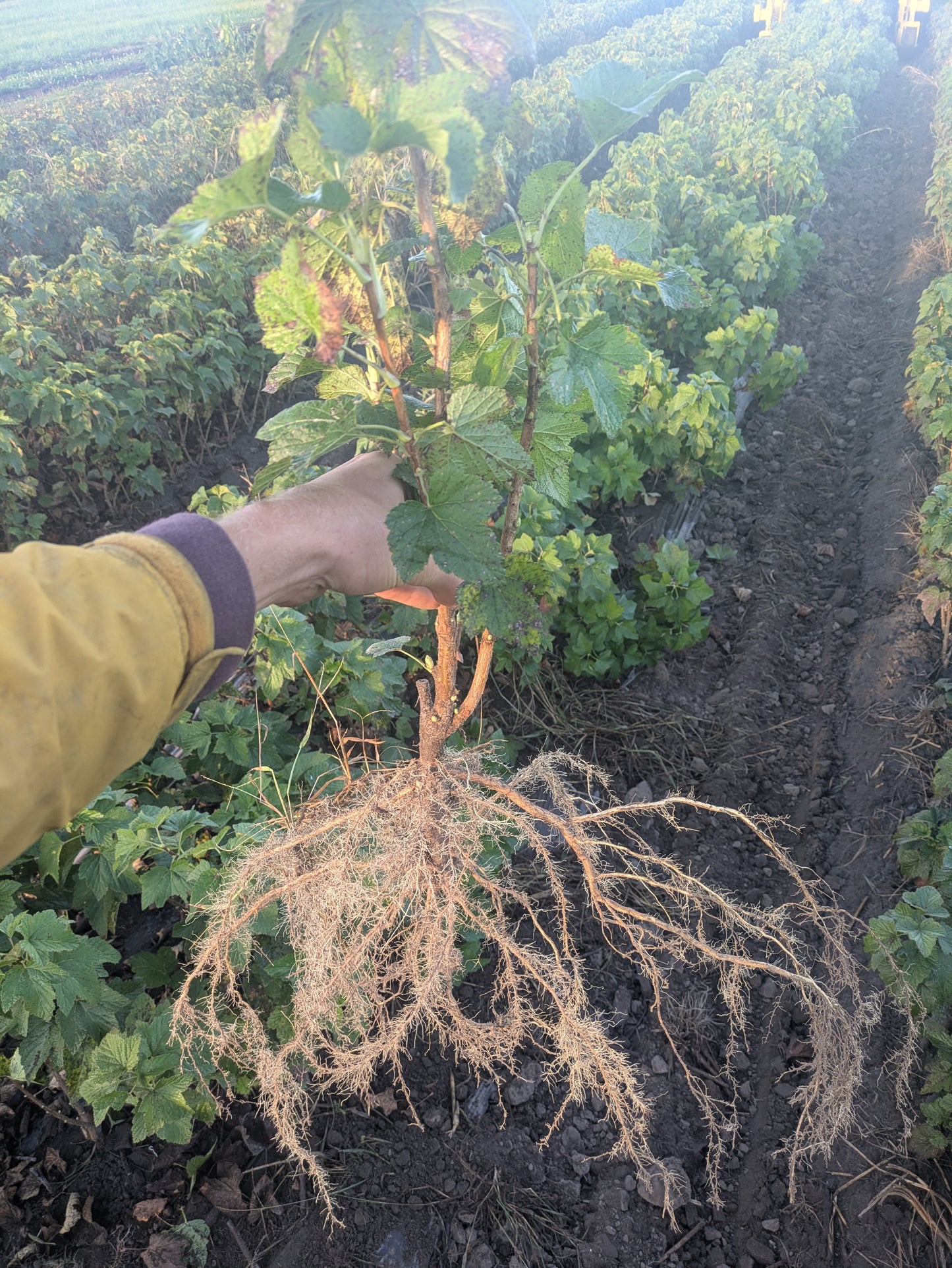 Black Currant - Bare Root