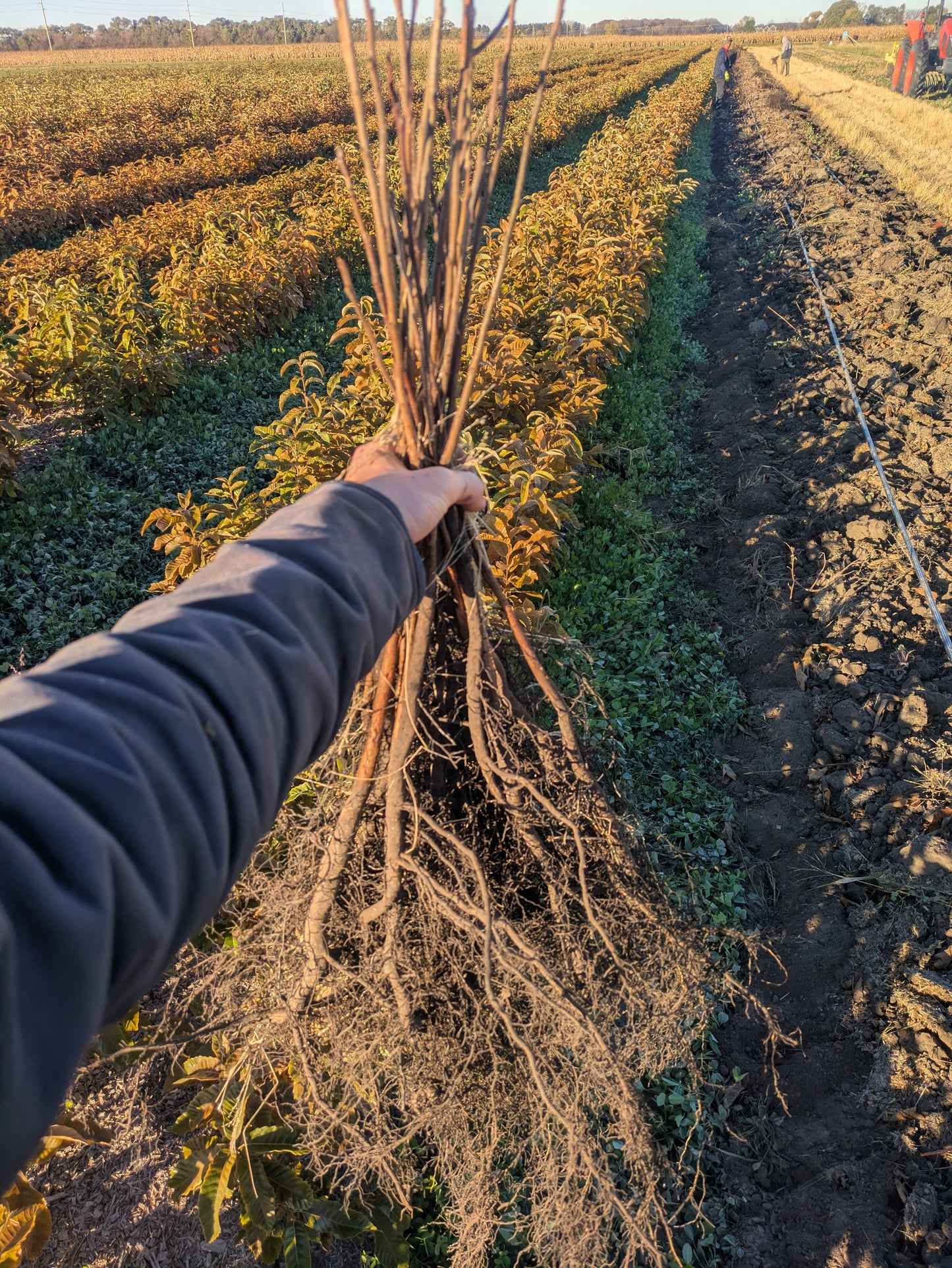 Persimmon Seedlings - Bare Root