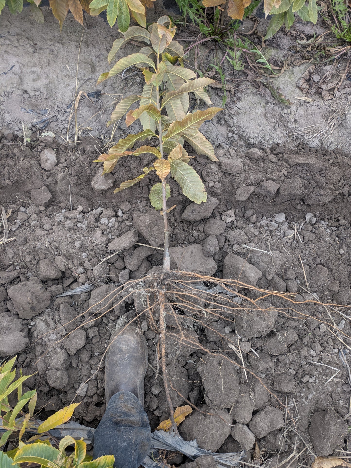 Chestnut – Bare Root