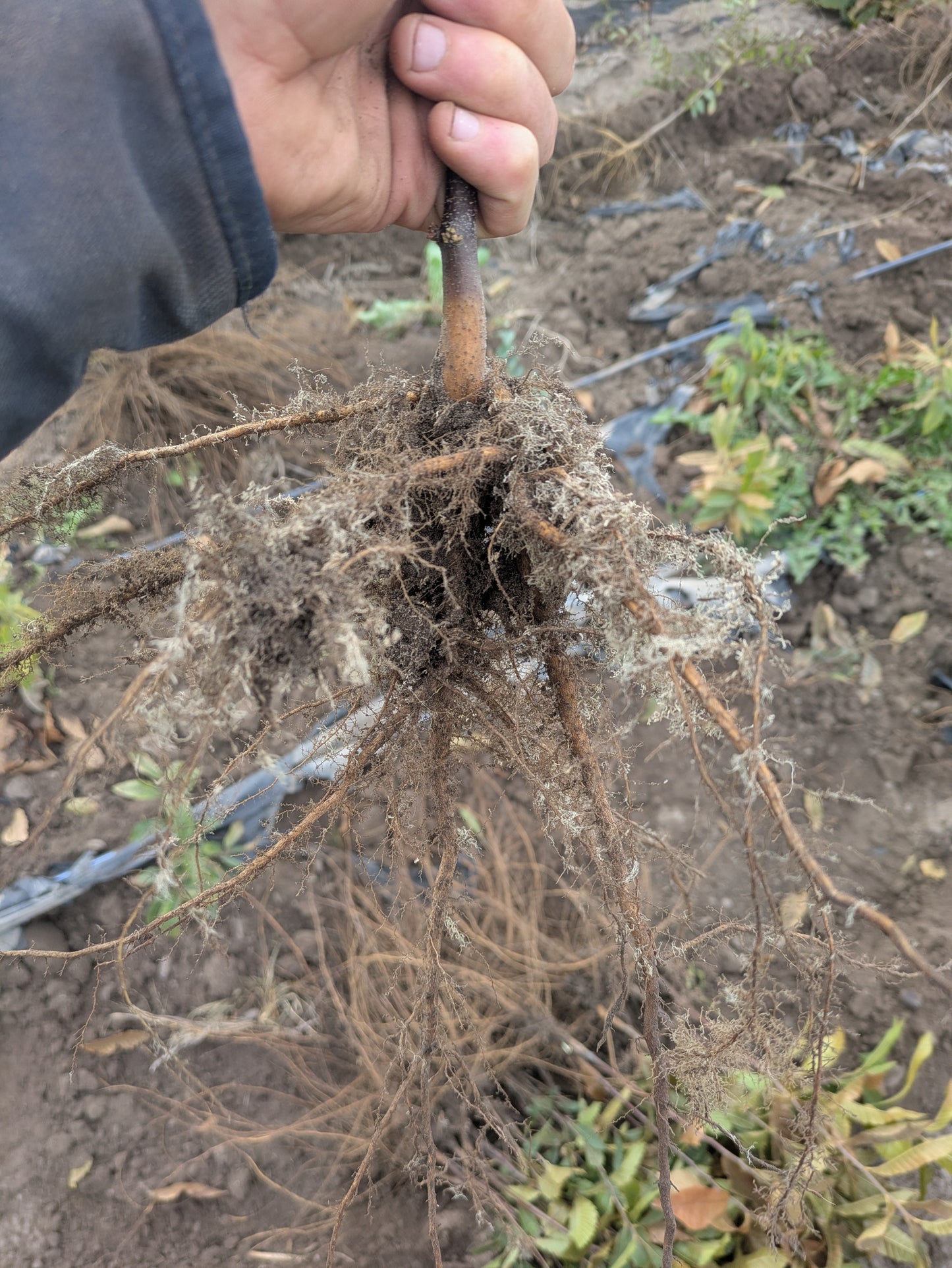 Chestnut – Bare Root