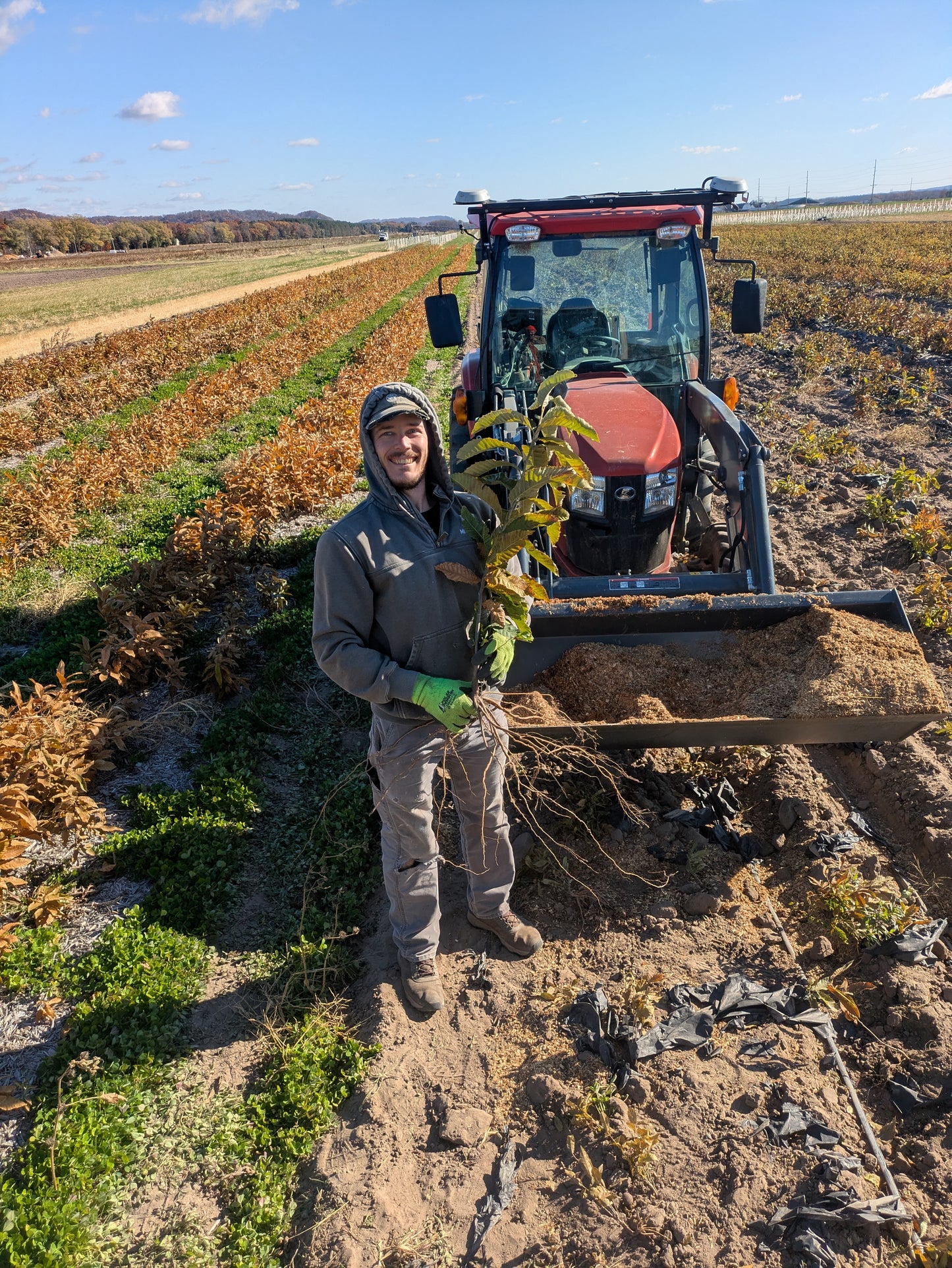 Chestnut – Bare Root