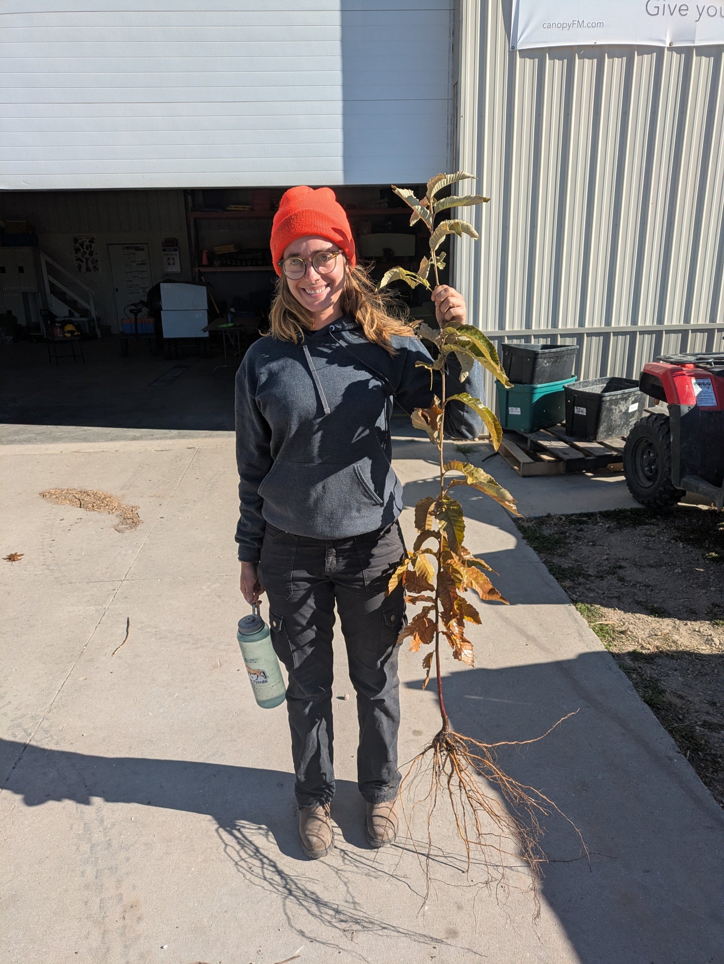 Chestnut – Bare Root