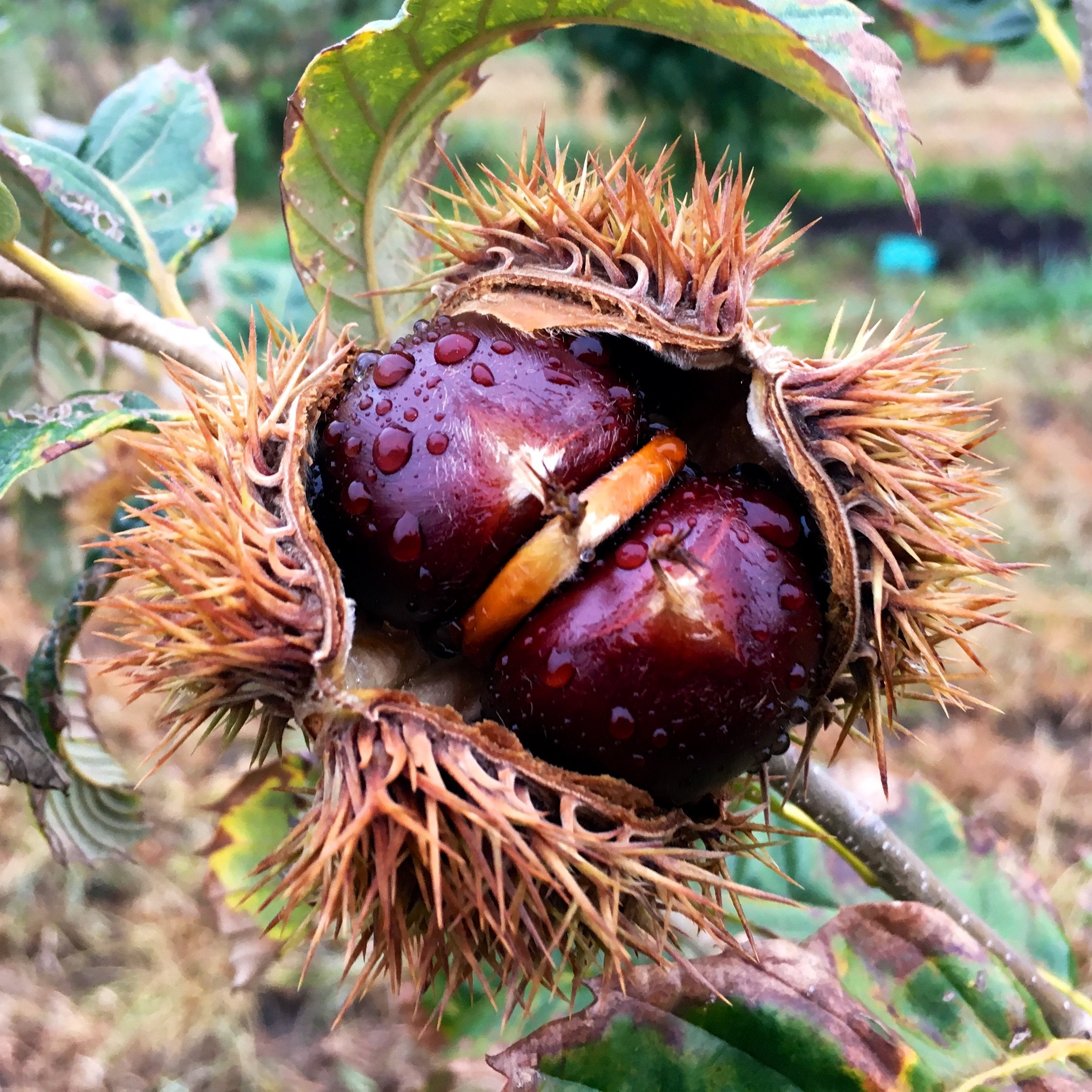 Chestnut Roots Chestnut – Bare Root | Canopy Nursery - Top Tree Crops