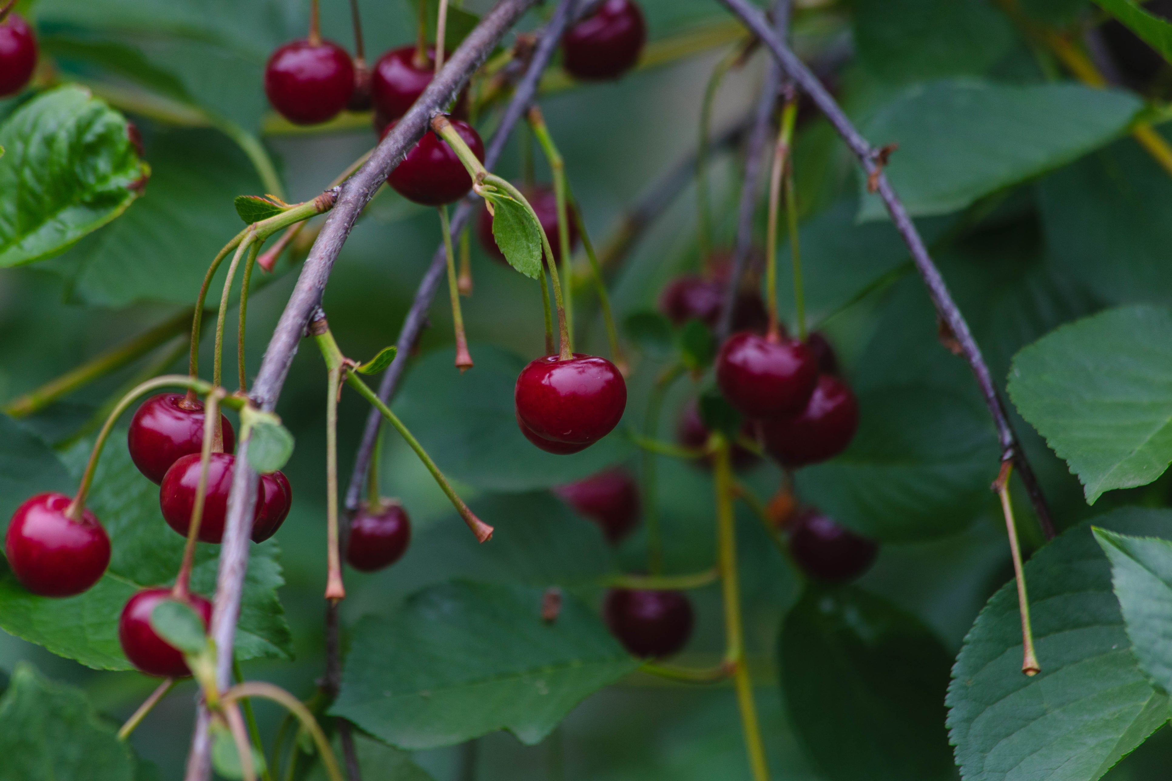 Bush Cherry - Bare Root | Canopy Nursery - Top Tree Crops