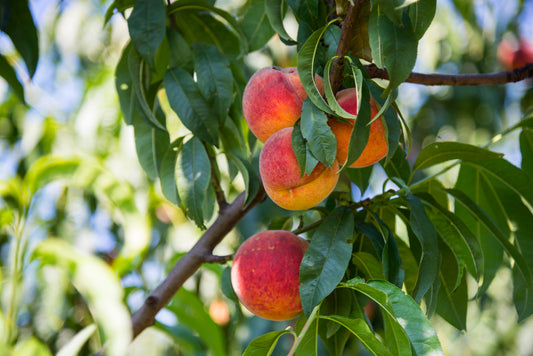 Grafted Peach - Bare Root