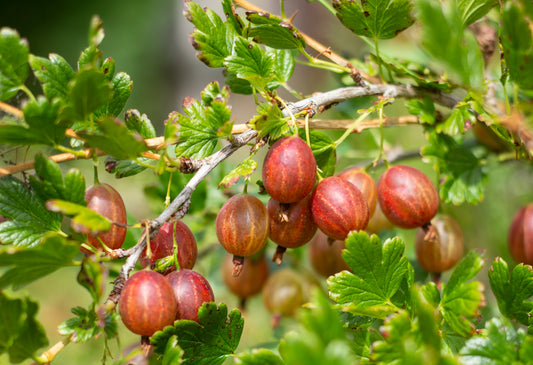 Gooseberry - Bare Root