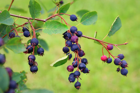 Serviceberry - Bare Root