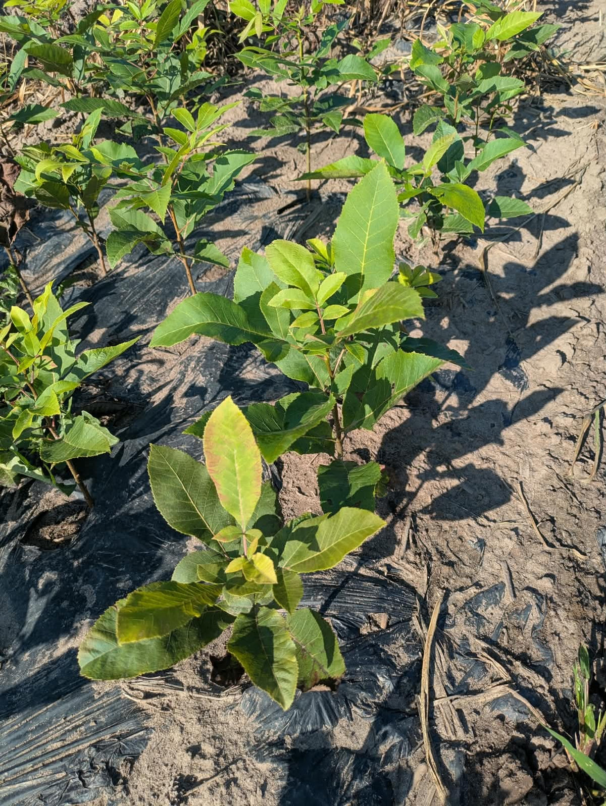 Pecan – Bare Root