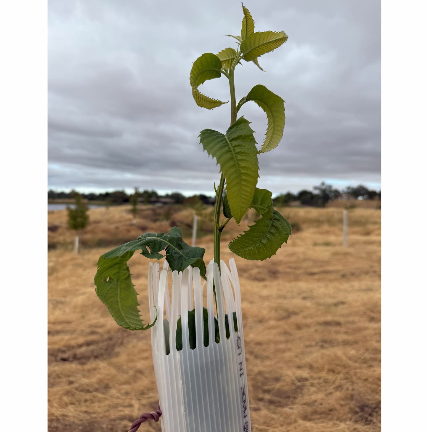 Tree Tubes + Stakes