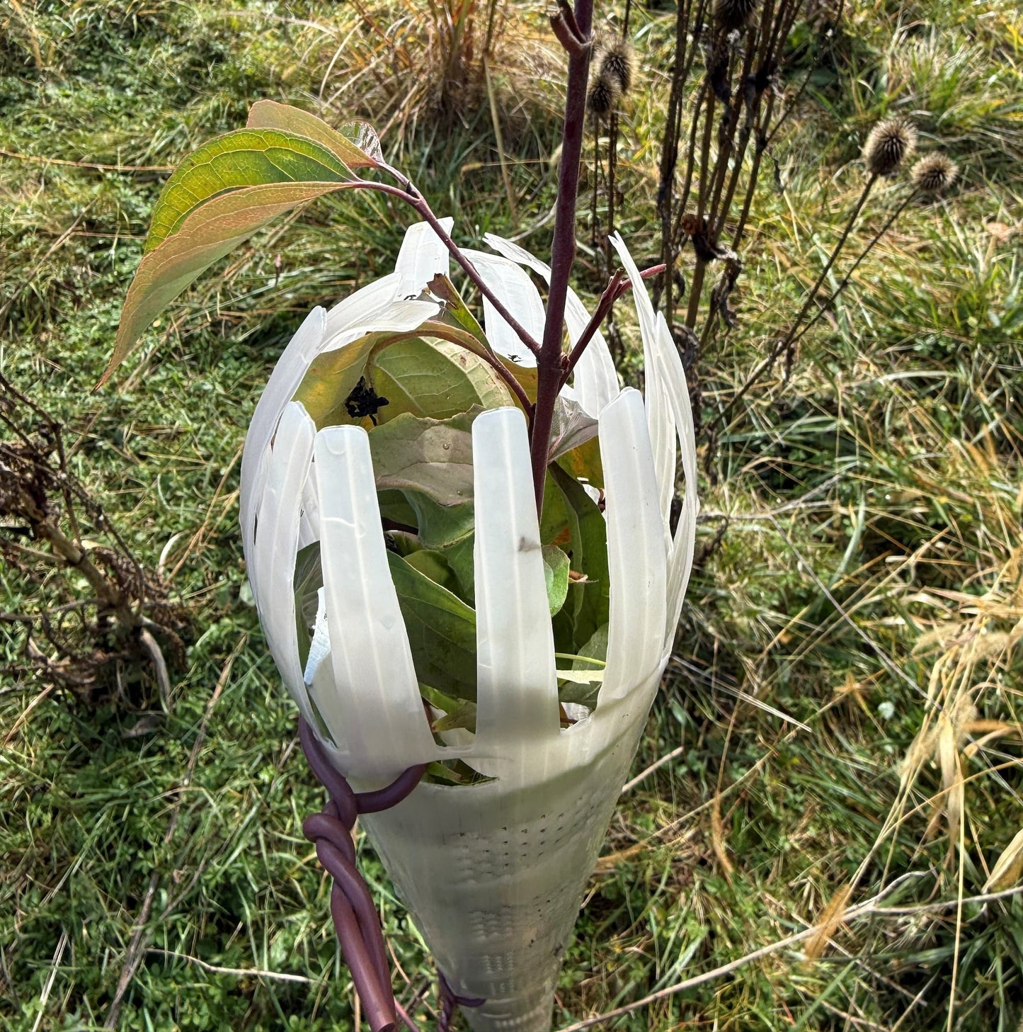 Tree Tubes + Stakes