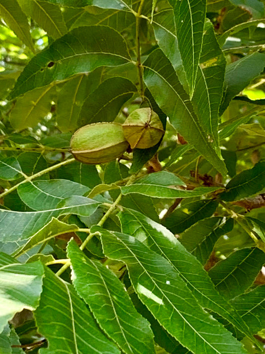 Pecan – Bare Root